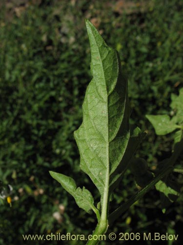 Фотография Solanum nigrum (Hierba negra / Tomatillo). Щелкните, чтобы увеличить вырез.