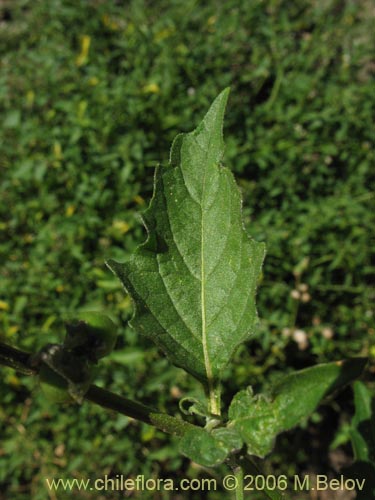 Image of Solanum nigrum (Hierba negra / Tomatillo). Click to enlarge parts of image.