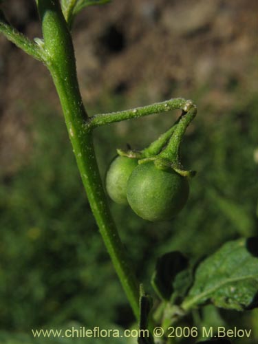 Фотография Solanum nigrum (Hierba negra / Tomatillo). Щелкните, чтобы увеличить вырез.