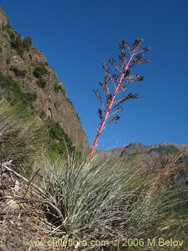 Bild von Puya coerulea var. monteroana (Chagualillo). Klicken Sie, um den Ausschnitt zu vergrössern.