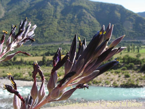 Imágen de Puya coerulea var. monteroana (Chagualillo). Haga un clic para aumentar parte de imágen.