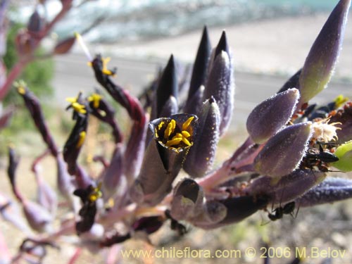 Imágen de Puya coerulea var. monteroana (Chagualillo). Haga un clic para aumentar parte de imágen.