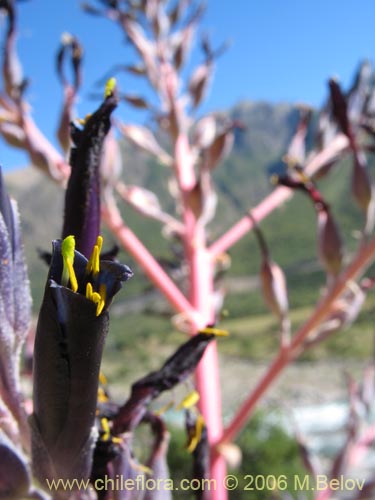 Фотография Puya coerulea var. monteroana (Chagualillo). Щелкните, чтобы увеличить вырез.