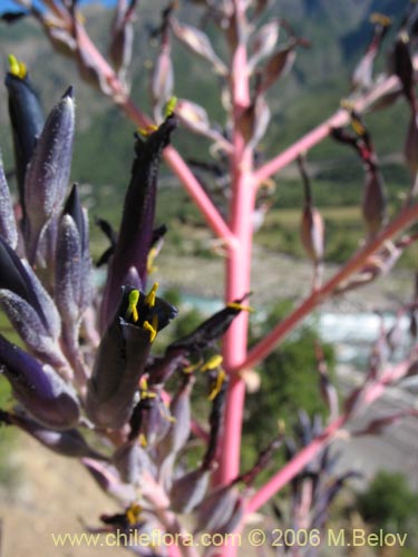 Фотография Puya coerulea var. monteroana (Chagualillo). Щелкните, чтобы увеличить вырез.