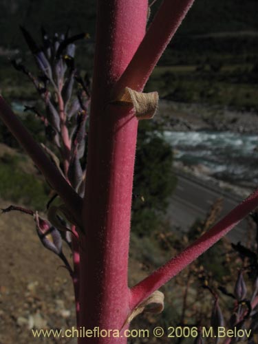 Imágen de Puya coerulea var. monteroana (Chagualillo). Haga un clic para aumentar parte de imágen.