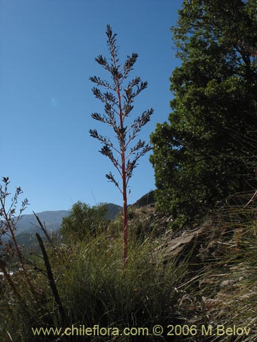 Фотография Puya coerulea var. monteroana (Chagualillo). Щелкните, чтобы увеличить вырез.