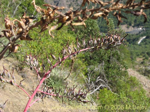 Imágen de Puya coerulea var. monteroana (Chagualillo). Haga un clic para aumentar parte de imágen.