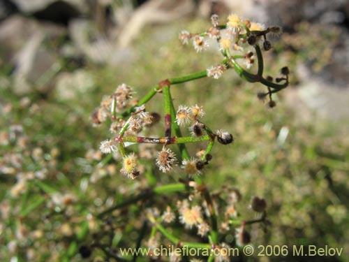 Image of Galium trichocarpum (). Click to enlarge parts of image.