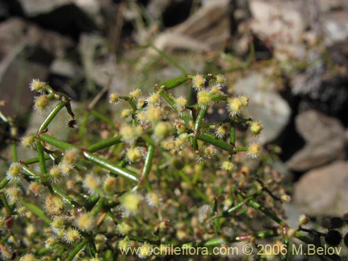 Galium trichocarpum의 사진