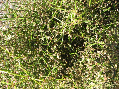 Galium trichocarpum의 사진