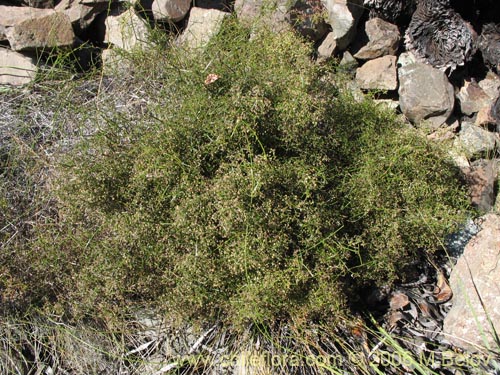 Imágen de Galium trichocarpum (). Haga un clic para aumentar parte de imágen.