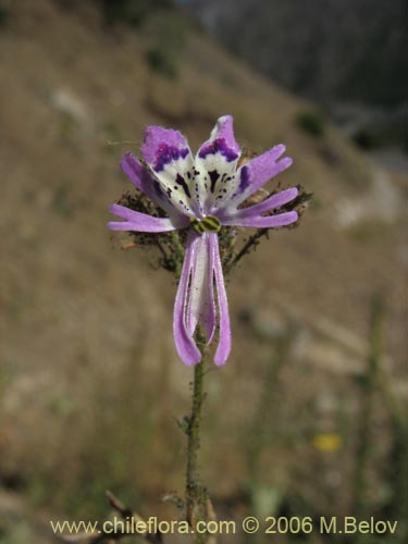 Bild von Schizanthus alpestris (Pajarito alpestre). Klicken Sie, um den Ausschnitt zu vergrössern.