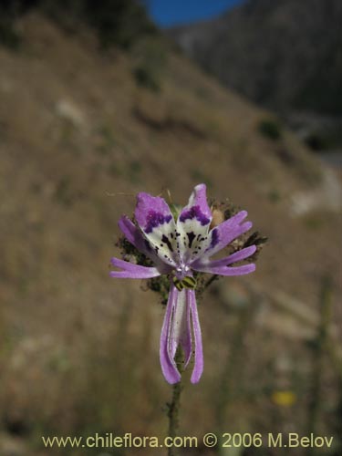 Imágen de Schizanthus alpestris (Pajarito alpestre). Haga un clic para aumentar parte de imágen.