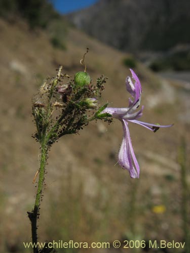 Schizanthus alpestrisの写真