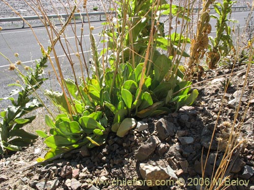 Image of Cistanthe grandiflora (Doquilla / Pata de guanaco). Click to enlarge parts of image.