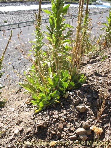 Image of Cistanthe grandiflora (Doquilla / Pata de guanaco). Click to enlarge parts of image.