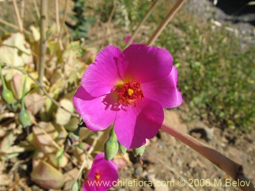 Bild von Cistanthe grandiflora (Doquilla / Pata de guanaco). Klicken Sie, um den Ausschnitt zu vergrössern.