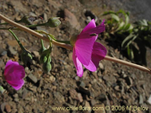 Bild von Cistanthe grandiflora (Doquilla / Pata de guanaco). Klicken Sie, um den Ausschnitt zu vergrössern.