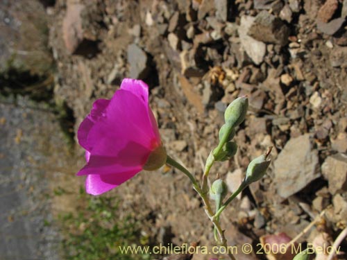 Imágen de Cistanthe grandiflora (Doquilla / Pata de guanaco). Haga un clic para aumentar parte de imágen.