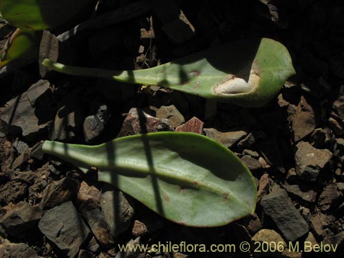 Фотография Cistanthe grandiflora (Doquilla / Pata de guanaco). Щелкните, чтобы увеличить вырез.