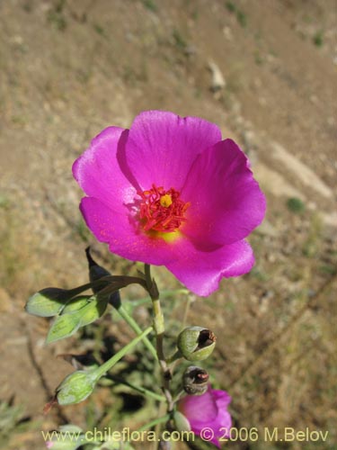 Imágen de Cistanthe grandiflora (Doquilla / Pata de guanaco). Haga un clic para aumentar parte de imágen.