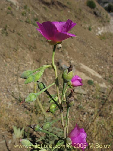 Фотография Cistanthe grandiflora (Doquilla / Pata de guanaco). Щелкните, чтобы увеличить вырез.