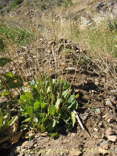 Image of Cistanthe grandiflora (Doquilla / Pata de guanaco). Click to enlarge parts of image.