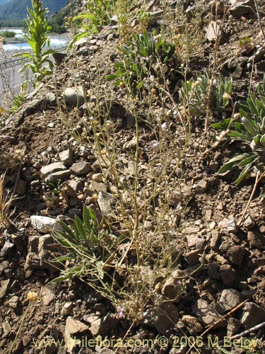 Image of Schizanthus alpestris (Pajarito alpestre). Click to enlarge parts of image.