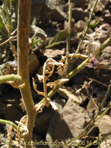 Image of Schizanthus alpestris (Pajarito alpestre). Click to enlarge parts of image.