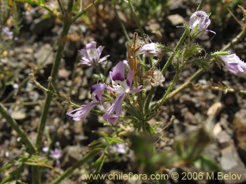 Image of Schizanthus alpestris (Pajarito alpestre). Click to enlarge parts of image.