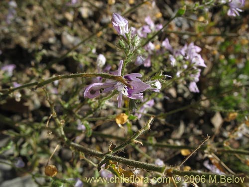 Image of Schizanthus alpestris (Pajarito alpestre). Click to enlarge parts of image.