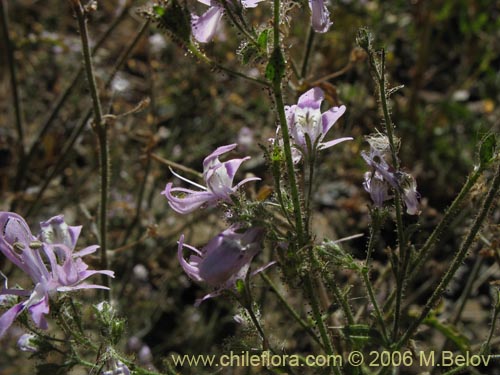 Schizanthus alpestrisの写真