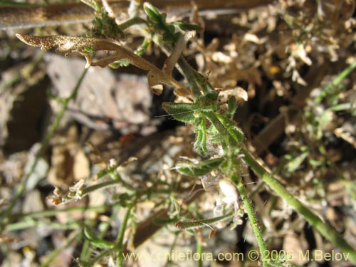 Schizanthus alpestrisの写真