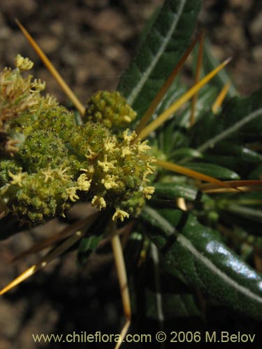 Imágen de Xanthium spinosum (Cepacaballo / Abrojo / Clonqui). Haga un clic para aumentar parte de imágen.