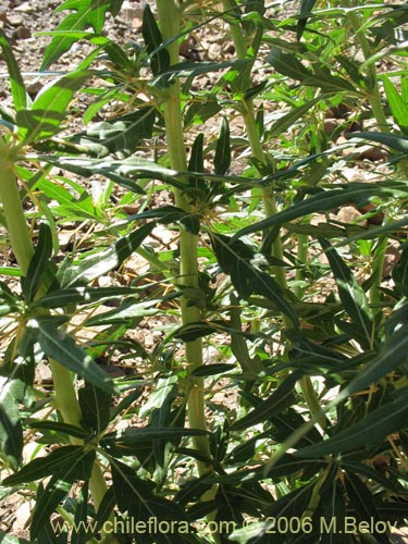 Image of Xanthium spinosum (Cepacaballo / Abrojo / Clonqui). Click to enlarge parts of image.