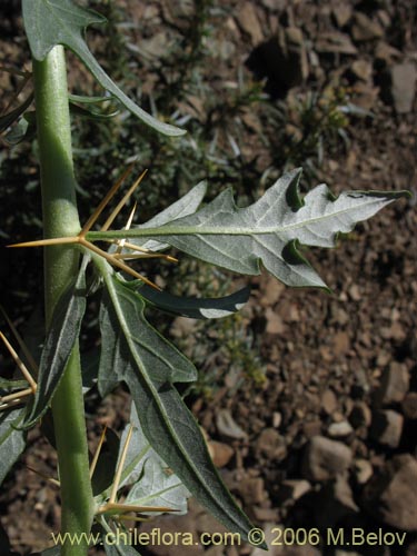 Image of Xanthium spinosum (Cepacaballo / Abrojo / Clonqui). Click to enlarge parts of image.