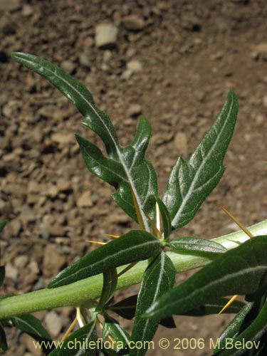 Image of Xanthium spinosum (Cepacaballo / Abrojo / Clonqui). Click to enlarge parts of image.