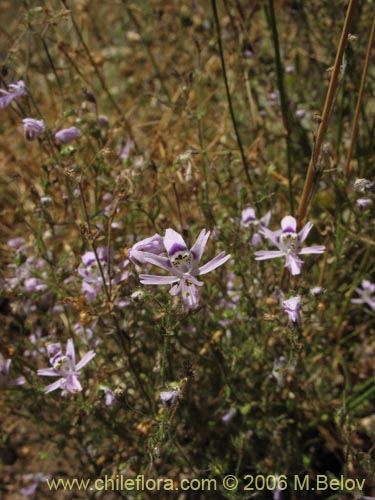 Bild von Schizanthus alpestris (Pajarito alpestre). Klicken Sie, um den Ausschnitt zu vergrössern.