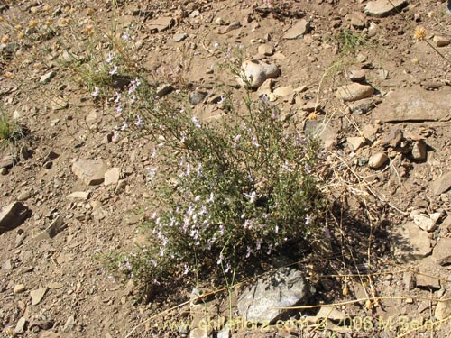 Image of Schizanthus alpestris (Pajarito alpestre). Click to enlarge parts of image.