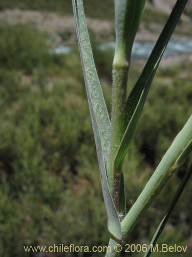 Imágen de Tragopogon pratensis (salsifí de prado). Haga un clic para aumentar parte de imágen.