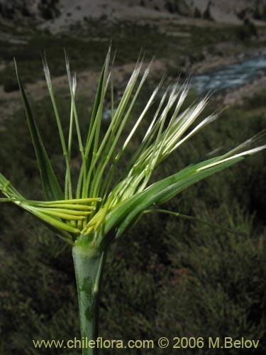 Tragopogon pratensis의 사진