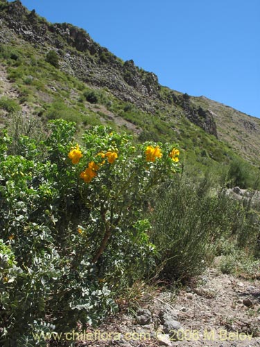 Imágen de Senna arnottiana (Quebracho / Alcaparra / Tara). Haga un clic para aumentar parte de imágen.