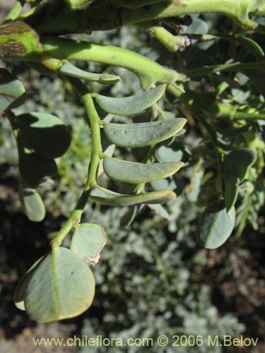 Imágen de Senna arnottiana (Quebracho / Alcaparra / Tara). Haga un clic para aumentar parte de imágen.