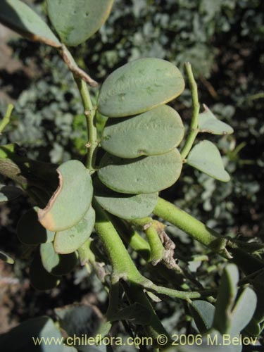 Imágen de Senna arnottiana (Quebracho / Alcaparra / Tara). Haga un clic para aumentar parte de imágen.