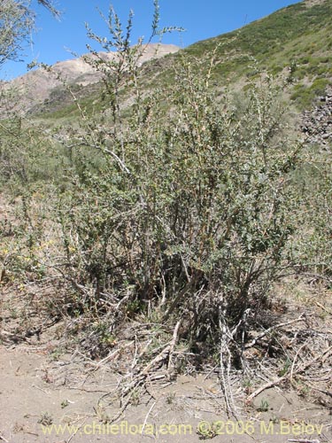 Image of Berberis microphylla (Michay / Calafate). Click to enlarge parts of image.