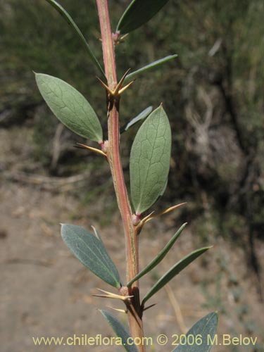 Фотография Berberis microphylla (Michay / Calafate). Щелкните, чтобы увеличить вырез.