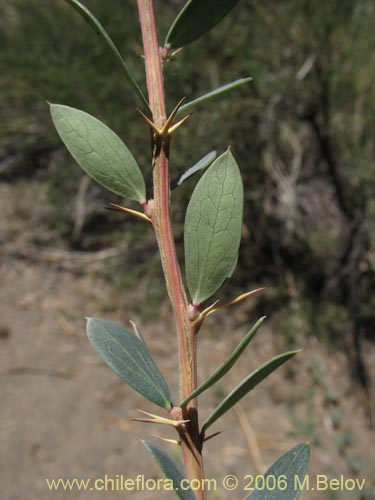 Image of Berberis microphylla (Michay / Calafate). Click to enlarge parts of image.