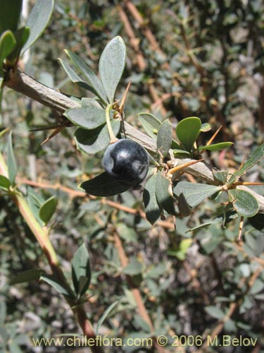 Image of Berberis microphylla (Michay / Calafate). Click to enlarge parts of image.