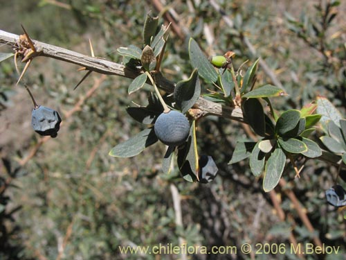 Фотография Berberis microphylla (Michay / Calafate). Щелкните, чтобы увеличить вырез.