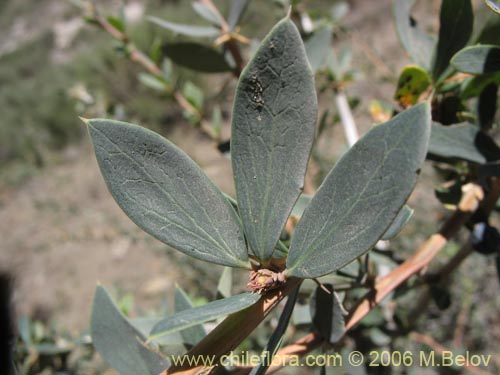 Image of Berberis microphylla (Michay / Calafate). Click to enlarge parts of image.